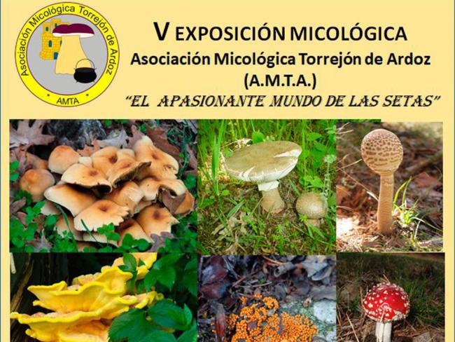 V exposición micológica