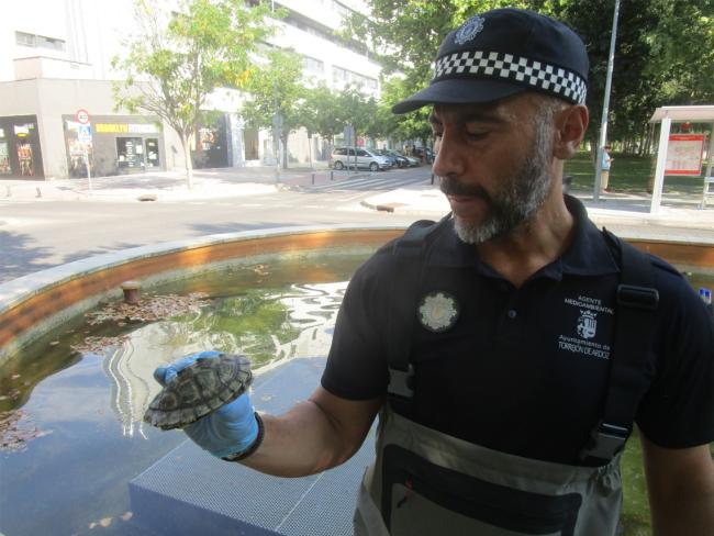 Los agentes medioambientales recogieron en total 11 galápagos