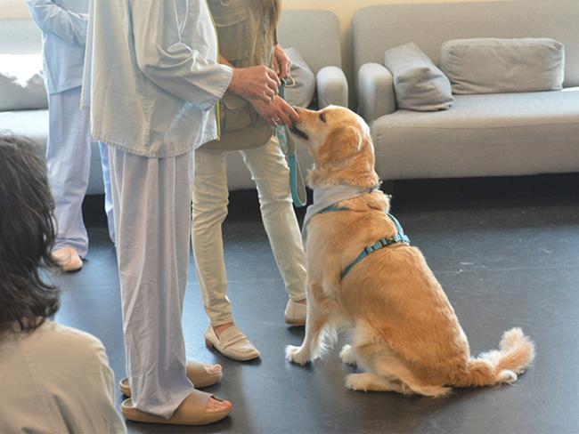 El Hospital Universitario de Torrejón integra la terapia asistida con animales para los pacientes ingresados en la Unidad de Psiquiatría